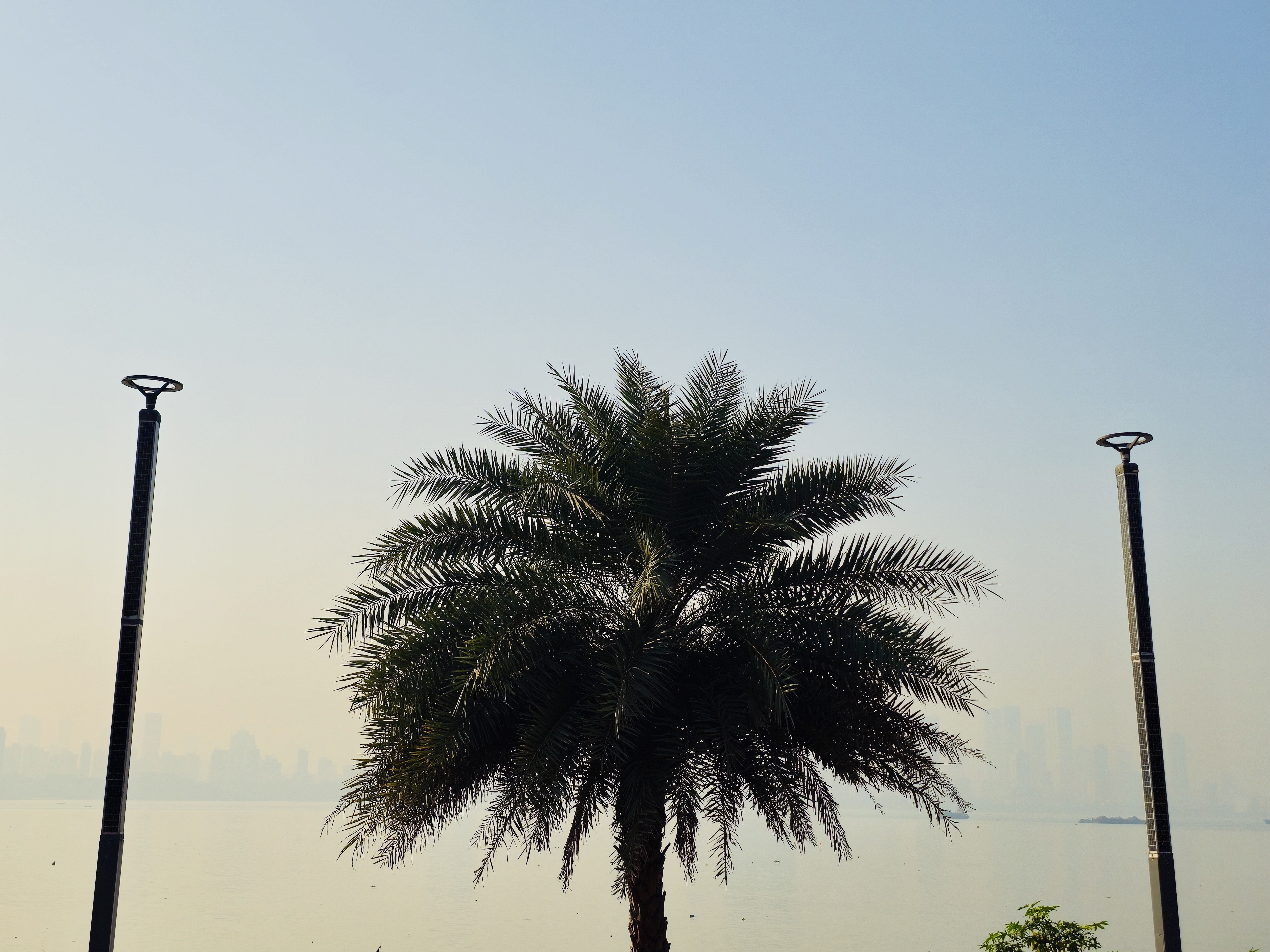 A lone palm tree standing by the seaside with soft morning light and a hazy Bombay skyline in the background. Taken from Bandra West, Mumbai, Maharashtra.