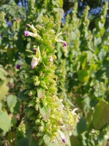 A close-up of a flowering plant with a vertical spike of small white flowers tipped with purple, found in Kawtoli, Brahmanbaria, Bangladesh.