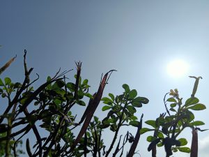 A close-up view of green foliage against a clear blue sky, with a bright sun positioned in the upper right corner. 