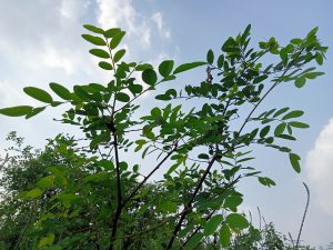 Bushes and leaves under the sky at Kawtoli, Brahmanbaria, Bangladesh