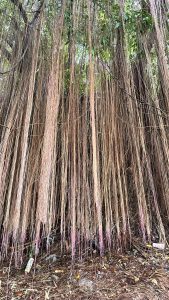 A dense cluster of long, hanging roots or vines from a tree, with some strands displaying a subtle pink hue.