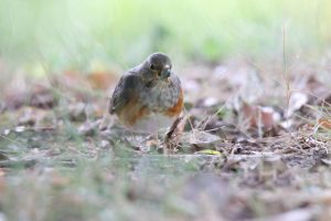 A small, plump Naumann's Thrush with a gray-brown head and a mottled gray and orange-brown breast, standing on the ground amidst dry leaves and short green grass. The bird holds a small red berry in its beak and is looking directly forward.