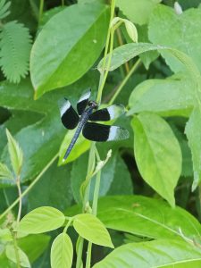 A black dragonfly with bold white wing markings rests on a green plant. Beautiful macro shot taken in Perumanna, Kozhikode, Kerala. 