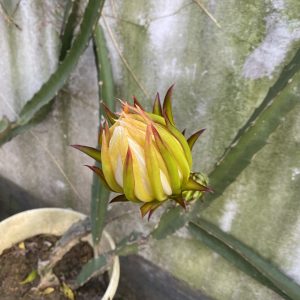 Close-up of an unopened cactus flower bud with yellow and pinkish tips against a textured green wall. The plant is in a pot, indicating that it requires indoor or garden care.