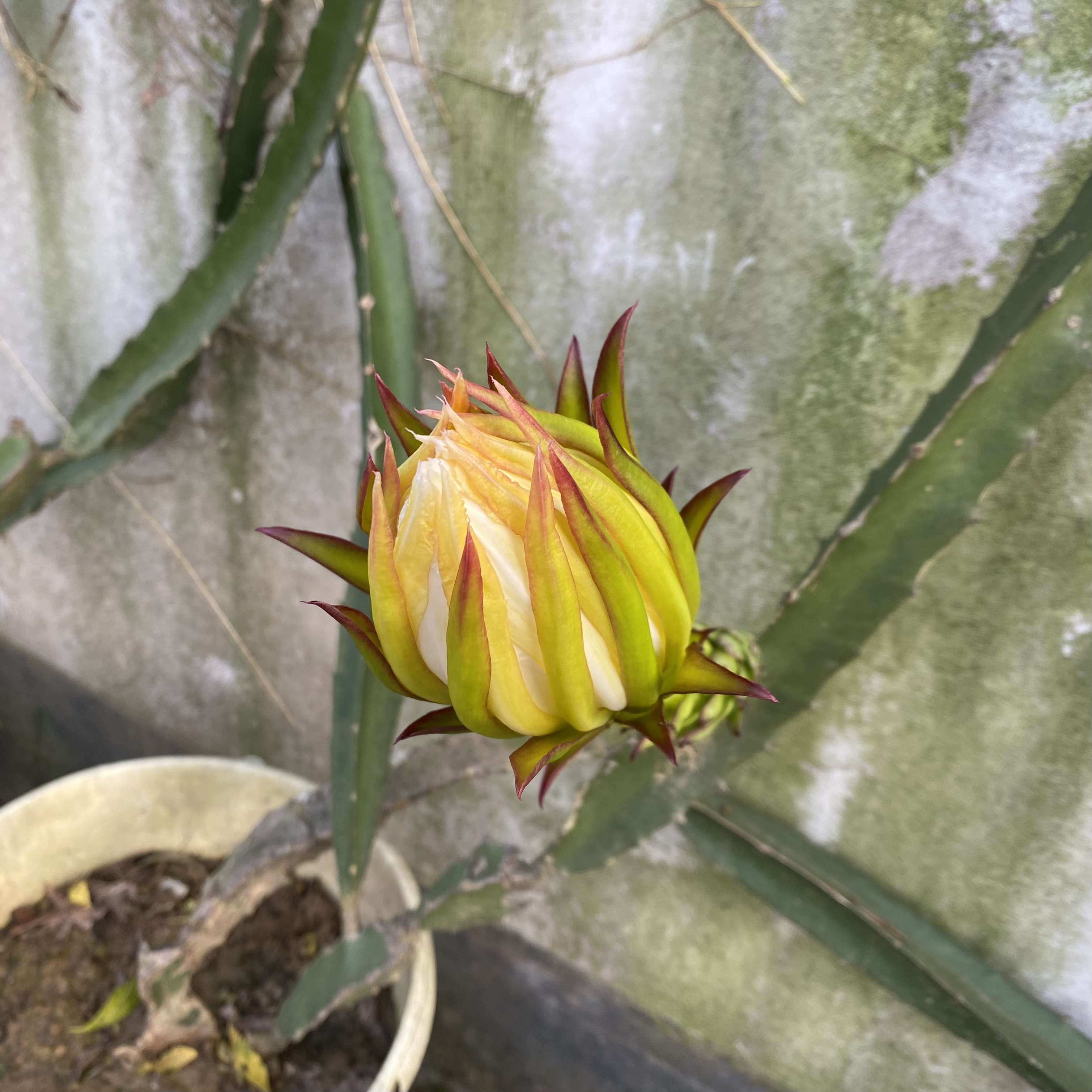 Close-up of an unopened cactus flower bud with yellow and pinkish tips against a textured green wall. The plant is in a pot, indicating that it requires indoor or garden care.