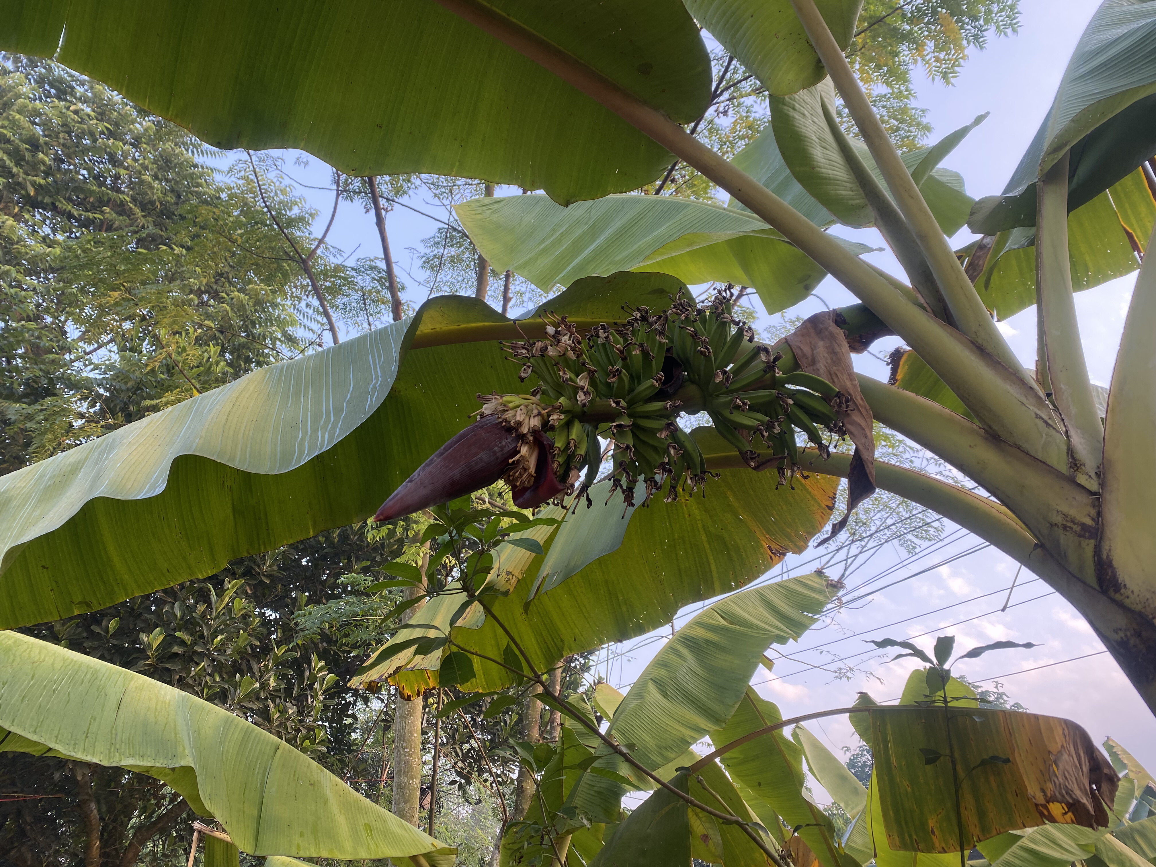 Close-up of a banana tree with large green leaves and an emerging cluster of bananas.