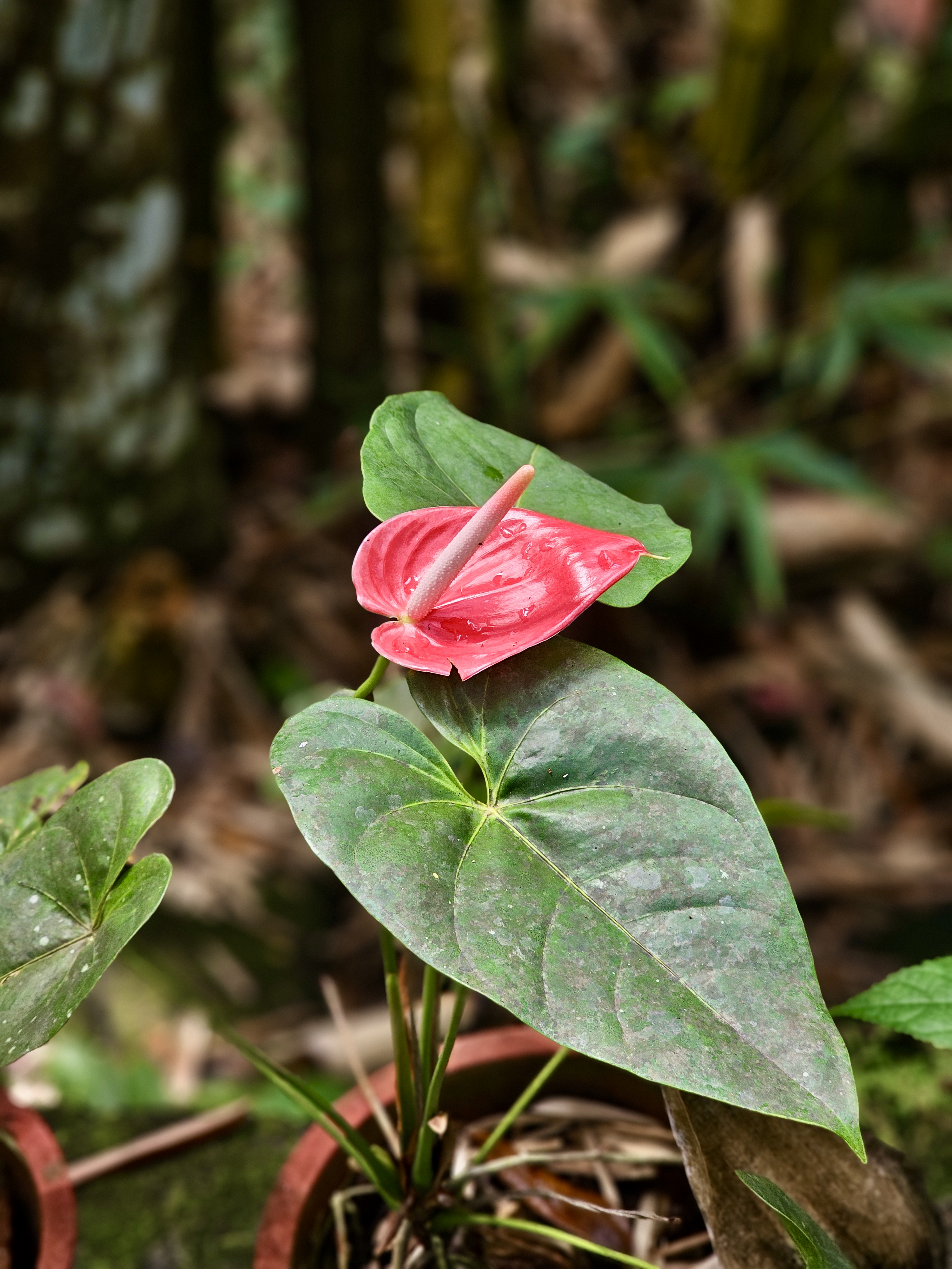 A single red anthurium flower blooming in a small pot at Malabar Botanical Garden, Kozhikode. The shiny red petal and pale spadix stand out beautifully against the large green leaf and natural garden background. 