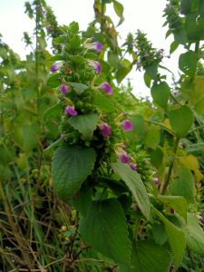 A purple colored flower plant garden at Kawtoli, Brahmanbaria, Bangladesh