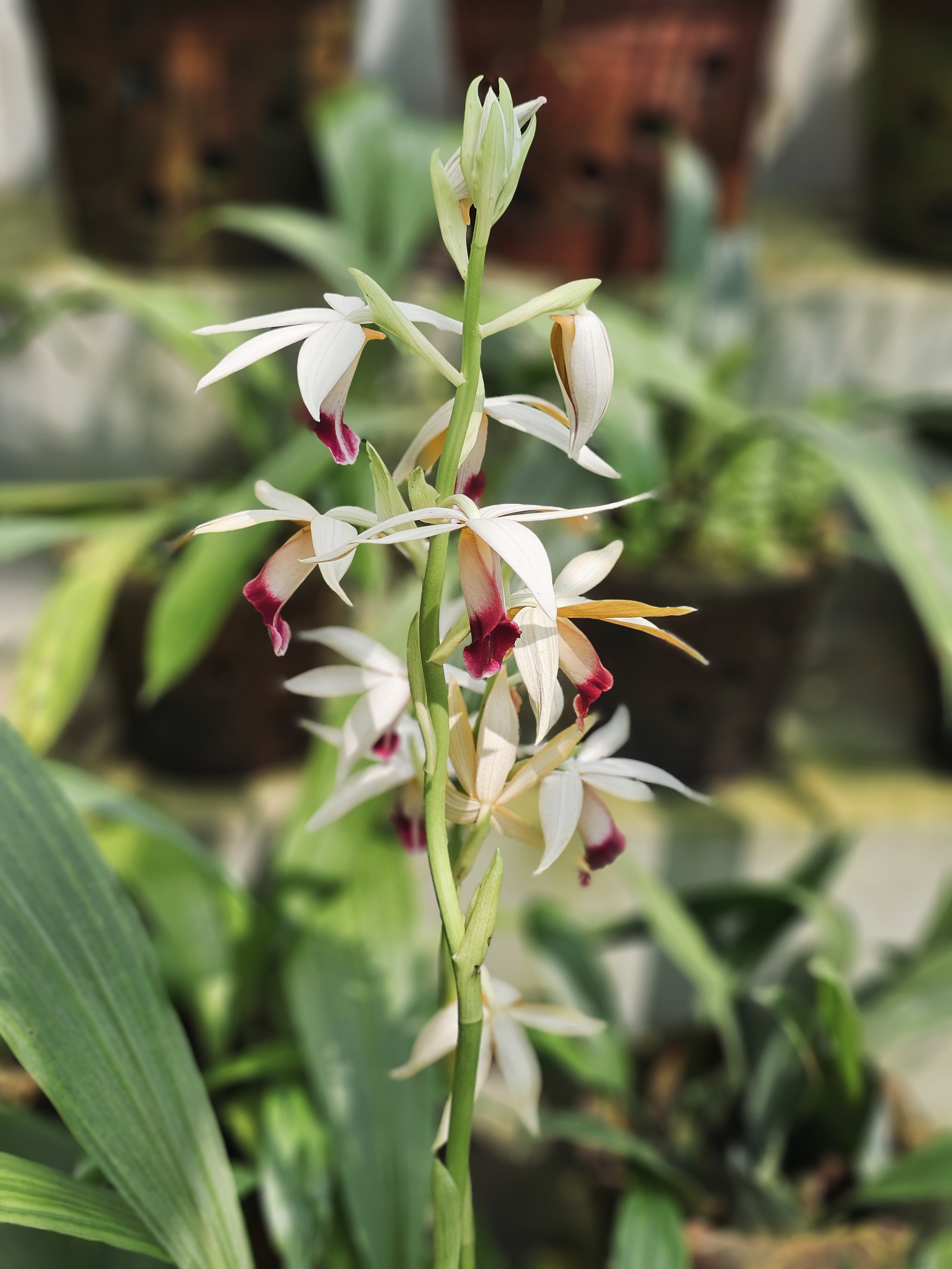 A beautiful orchid with white petals and pink centers blooms gently in the Malabar Botanical Garden, Kozhikode. The tall stem holds many flowers, showing its elegance in natural light