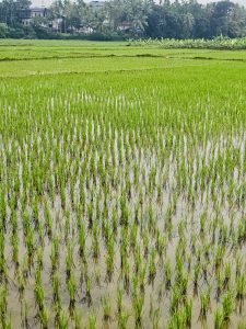 The young green rice plants stand neatly in rows in a water-filled paddy field in Vazhakkad, Malappuram. The fresh green colour and reflections in the water show the calm beauty of the village fields. 