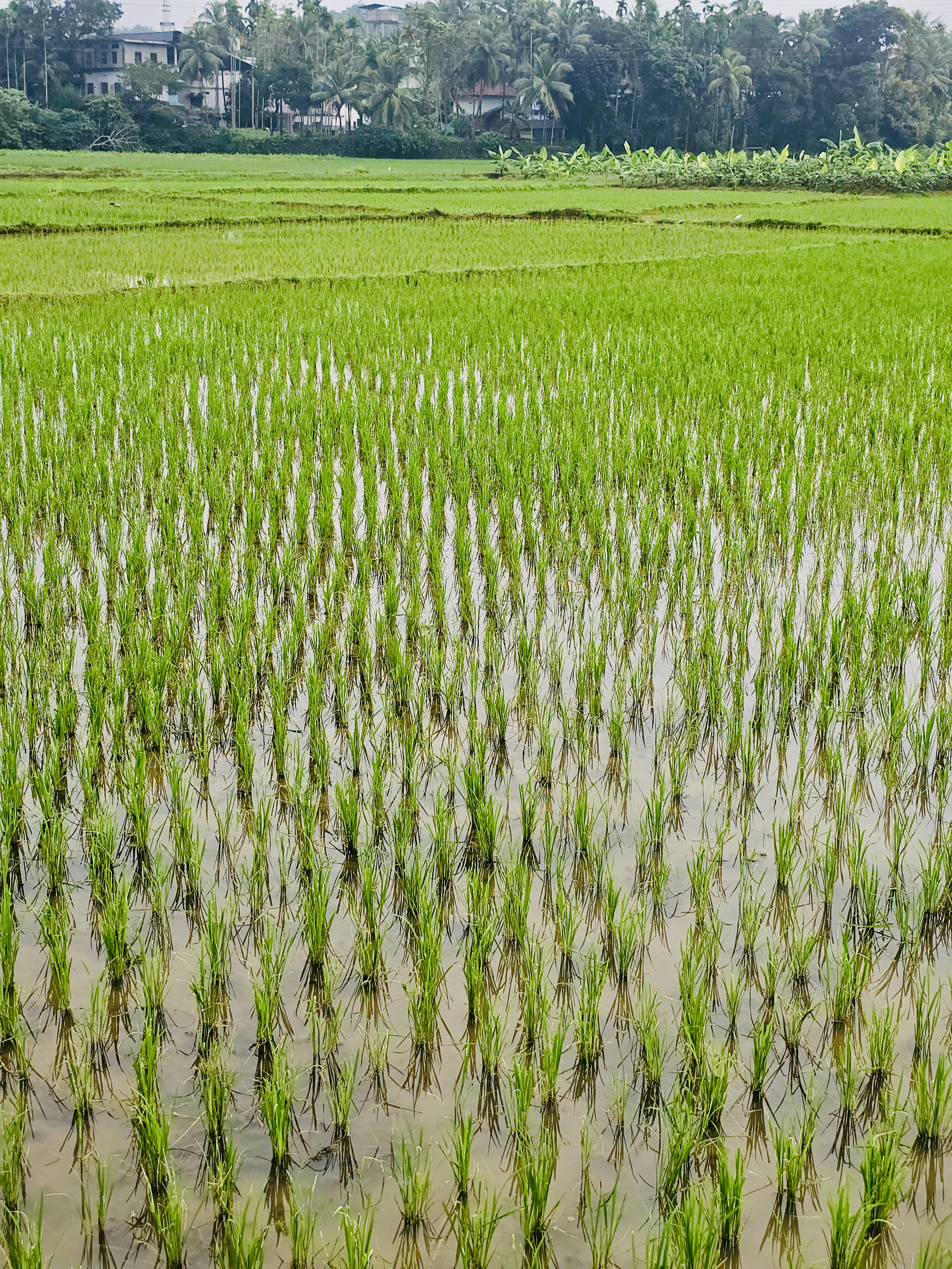 The young green rice plants stand neatly in rows in a water-filled paddy field in Vazhakkad, Malappuram. The fresh green colour and reflections in the water show the calm beauty of the village fields.