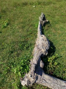 A gnarled piece of driftwood lies on a grassy area, surrounded by patches of green vegetation.