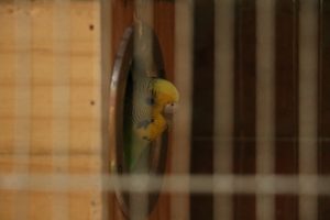A small, colorful parrot, peering out of a circular opening in a wooden box, which is inside a small birdcage.