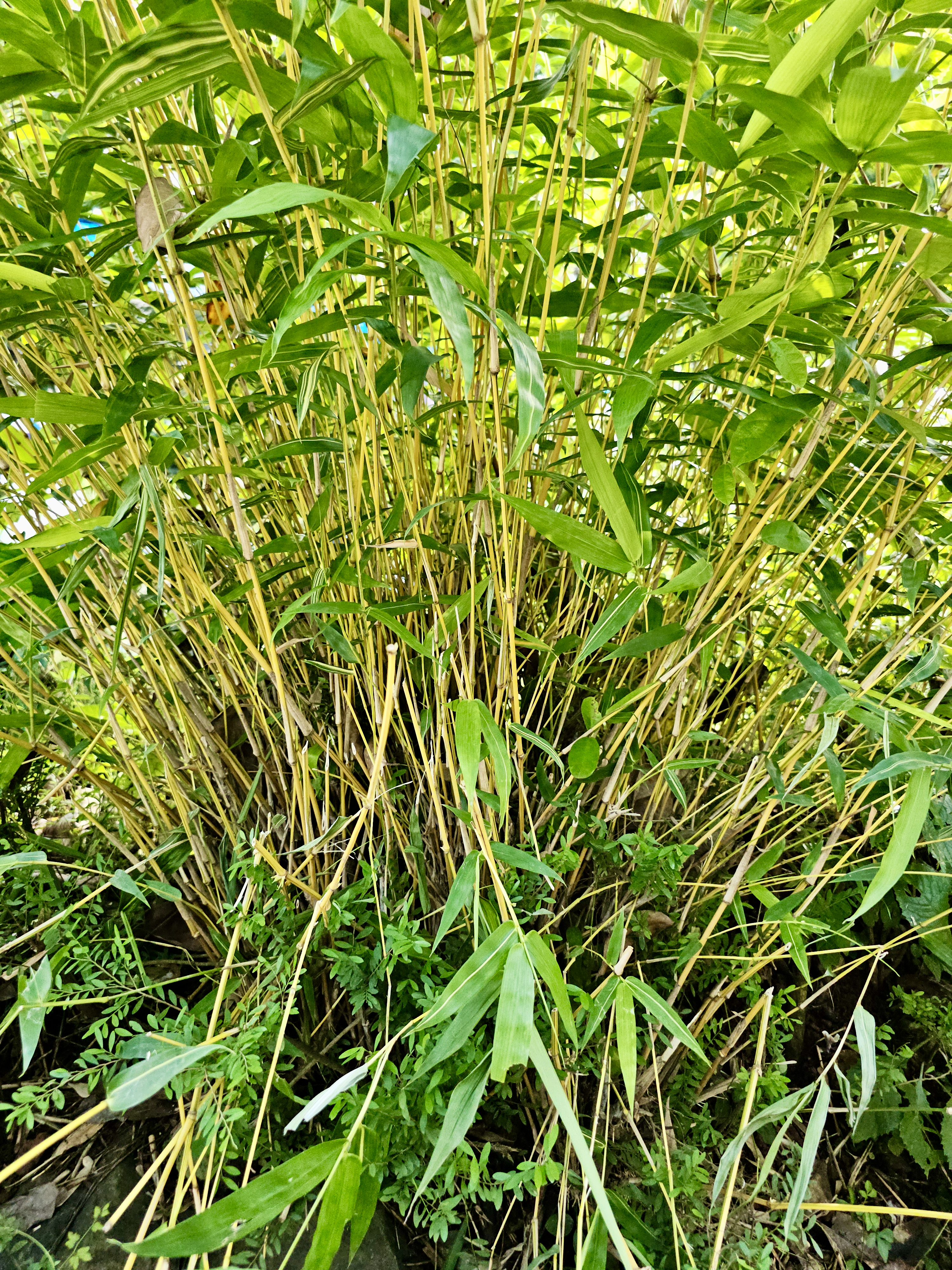 A thick bunch of yellow bamboo stems and leaves grows densely. Captured in Perumanna, Kozhikode, Kerala, this natural cluster shows the energy of green tropical growth.