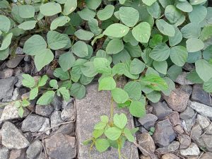 A patch of green leaves growing over a surface of irregular stones. The leaves vary in size and shape, with some being heart-shaped and others more rounded.