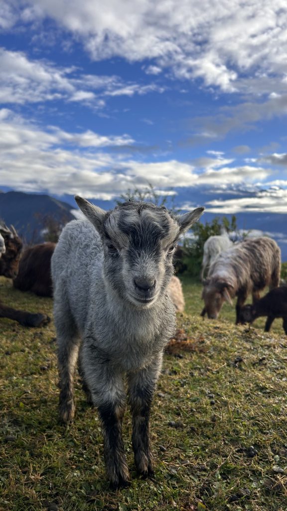 A close-up of a young goat standing on green grass, with a blurred background of other goats and a scenic landscape featuring mountains and a wide, cloudy sky.