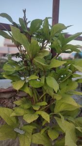 A vertical close-up shot of a plant growing near a brick wall and a metal railing. The plant has large, green to yellowish-green leaves and reddish-purple stems. The background shows a blurry rooftop or balcony scene under a pale sky.