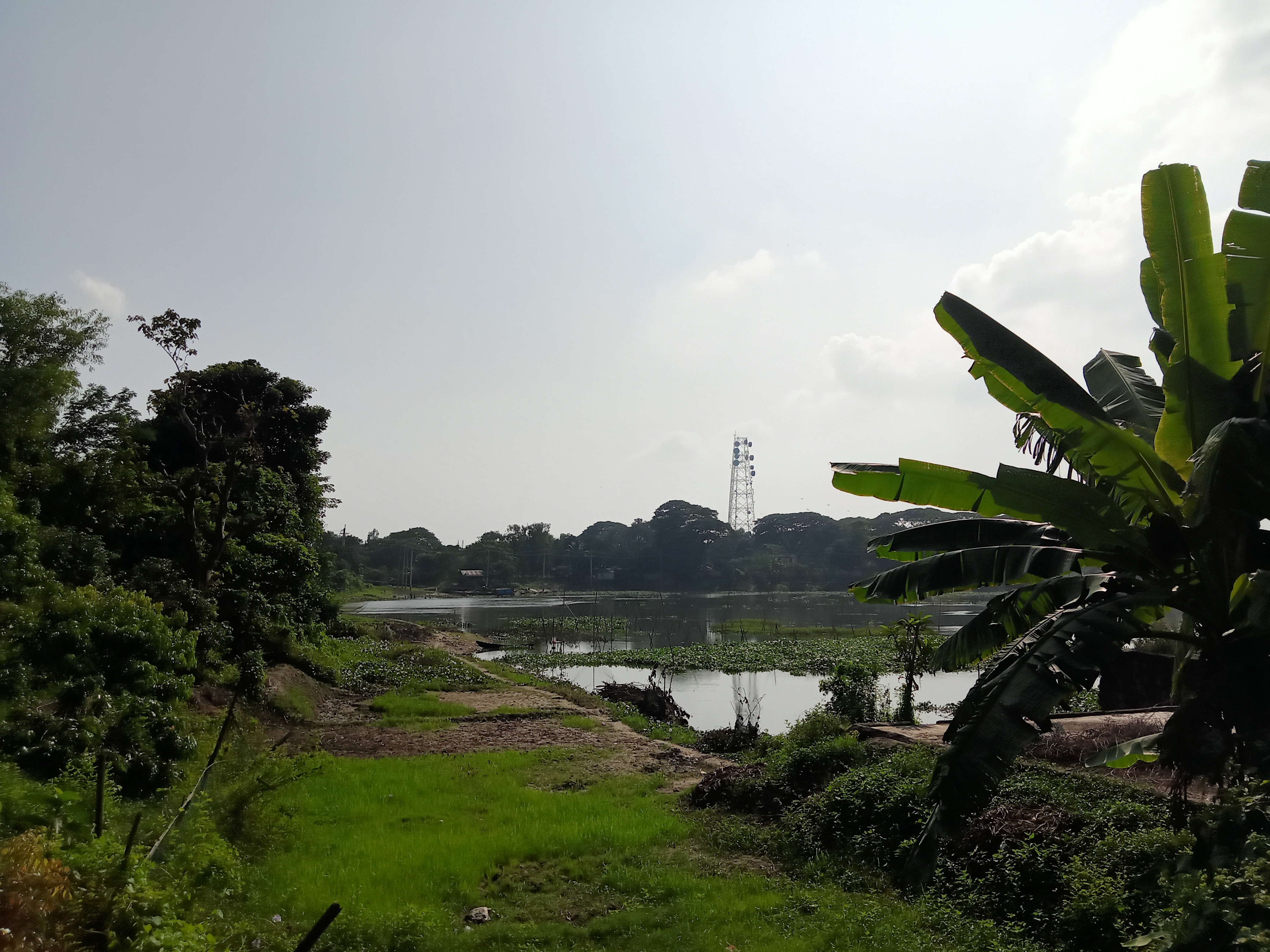 Trees and green fields with a lake in the middle of it under the sky at Kawtoli, Brahmanbaria District, Bangladesh.