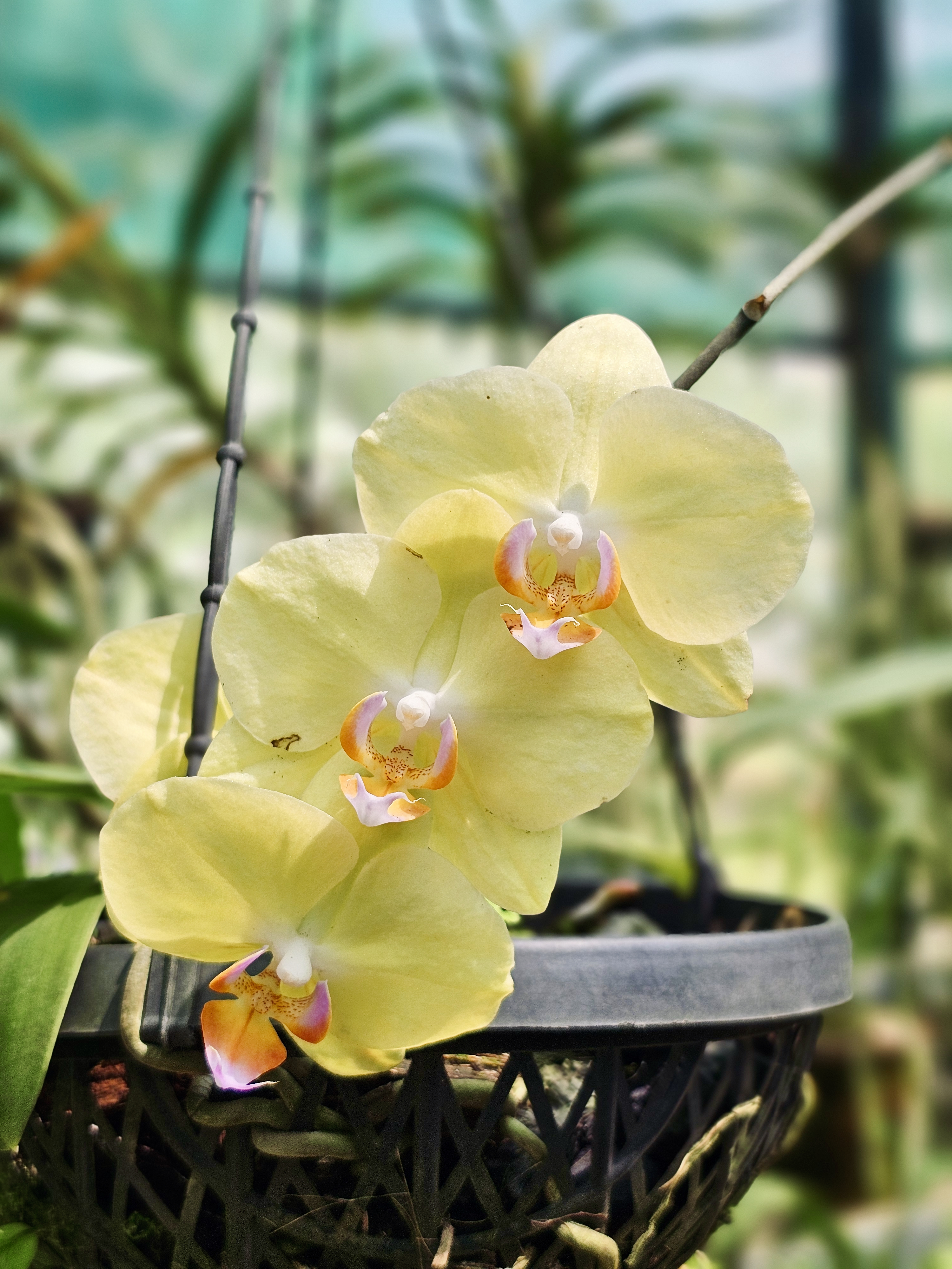 A cluster of soft yellow orchids with orange and purple centers hangs from a pot at the Malabar Botanical Garden, Kozhikode. The gentle colours give the flower a calm and elegant look.