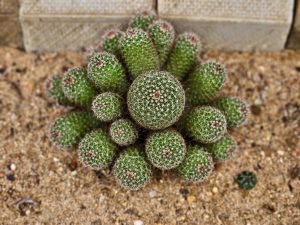A cluster of small green cacti growing together in sandy soil at the Malabar Botanical Garden, Kozhikode. Their round shapes and white spines create a beautiful pattern in nature. 