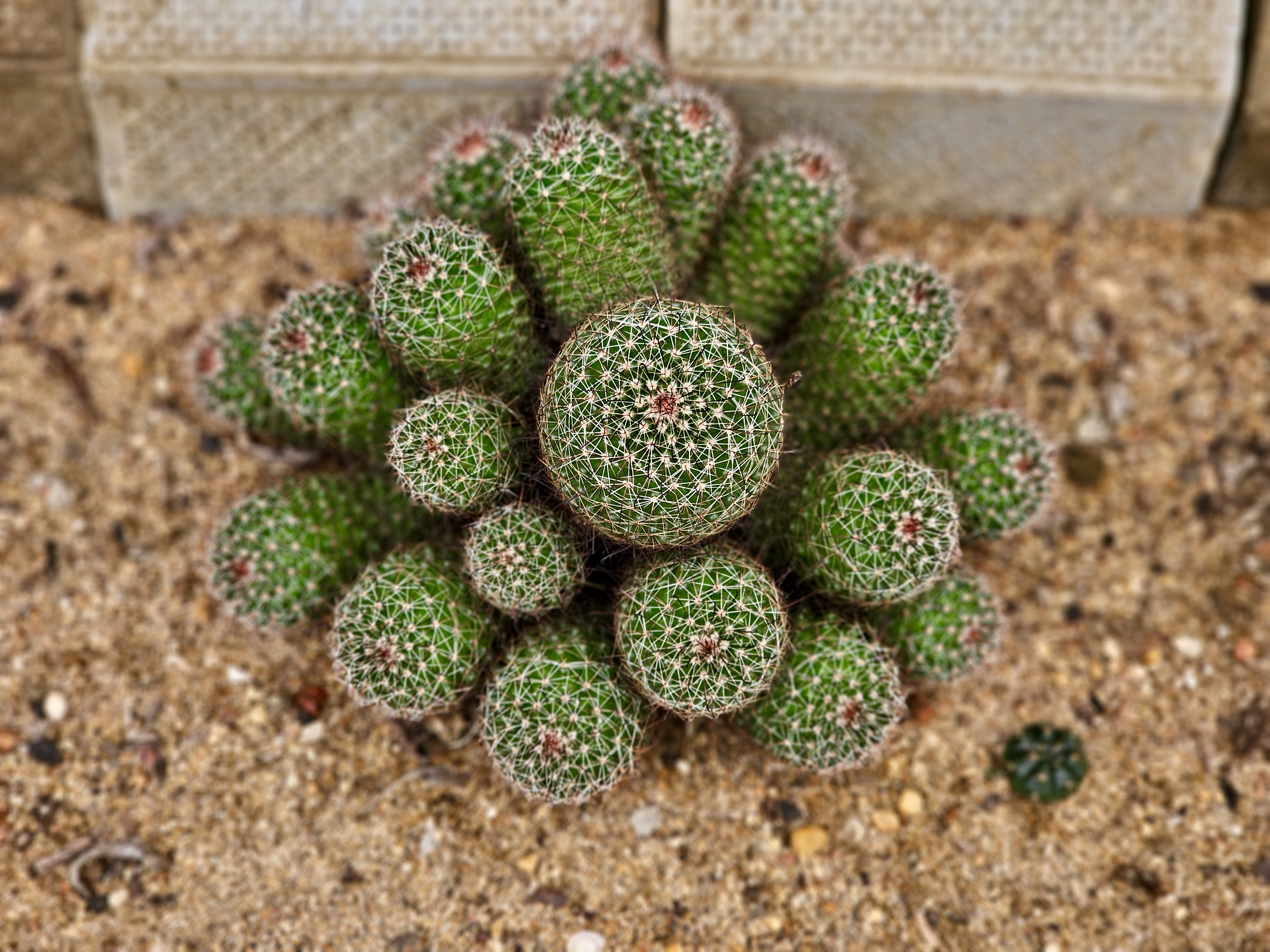 A cluster of small green cacti growing together in sandy soil at the Malabar Botanical Garden, Kozhikode. Their round shapes and white spines create a beautiful pattern in nature.