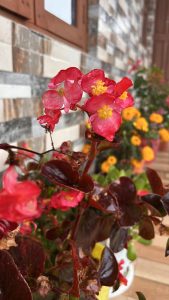 A close-up photograph of vibrant red and yellow flowers with water droplets on the petals, surrounded by lush green leaves