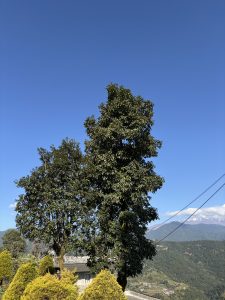 A scenic view featuring two lush green trees against a bright blue sky.