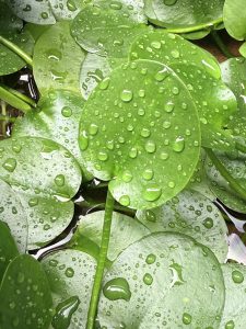 Close-up of green water lily leaves with raindrops on the surface, captured after a light rain. A natural water pattern and shine make the image soothing. Shot in Perumanna, Kozhikode, Kerala.