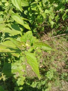 A small plant at Kawtoli, Brahmanbaria, Bangladesh
