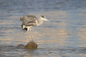 A Grey Heron stands on a small, partially submerged rock in calm water.