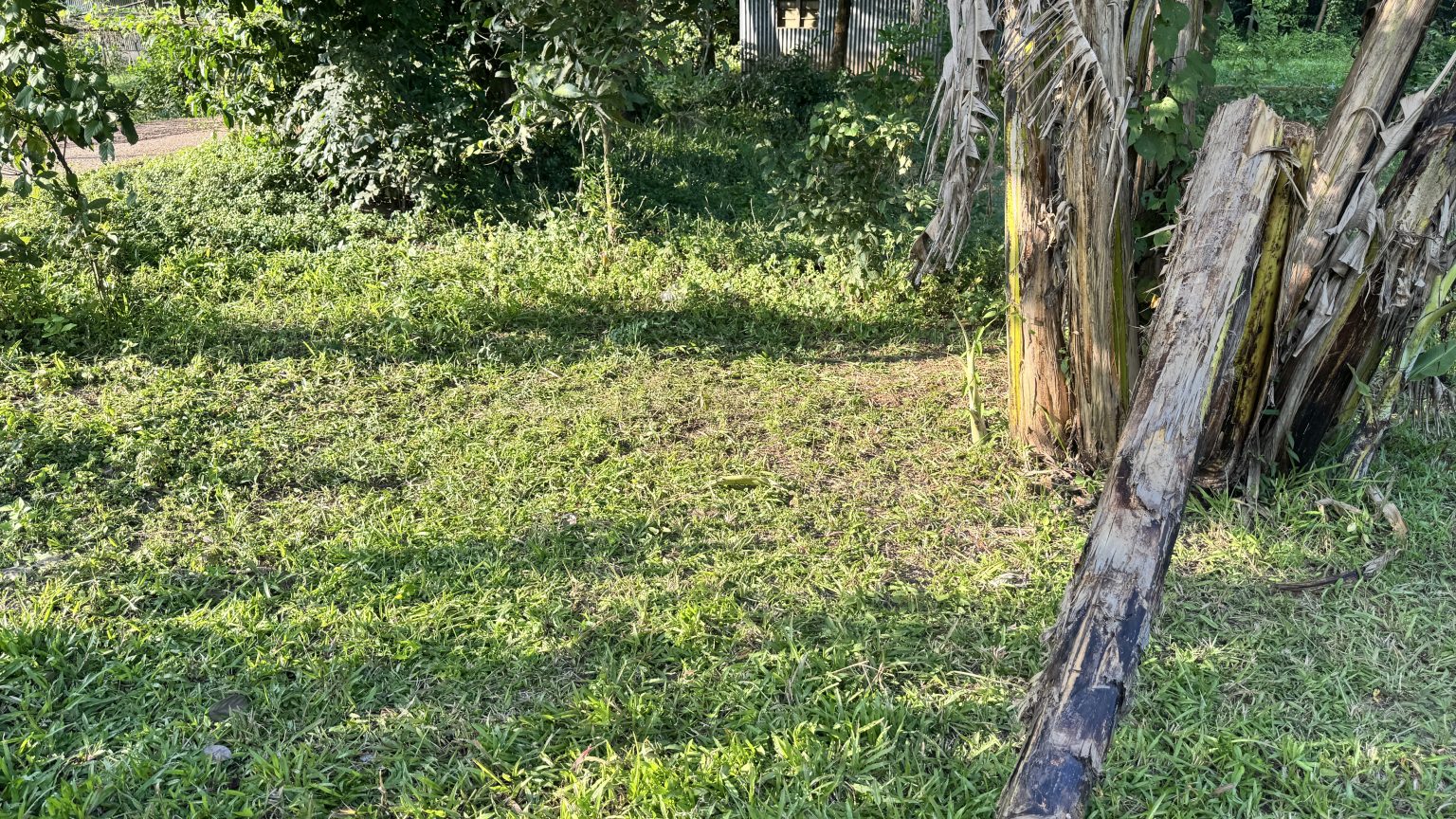 Dried brown trunks of old banana trees lean over a patch of bright green grass in a backyard.