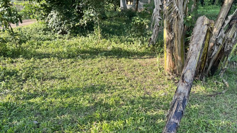Dried brown trunks of old banana trees lean over a patch of bright green grass in a backyard.