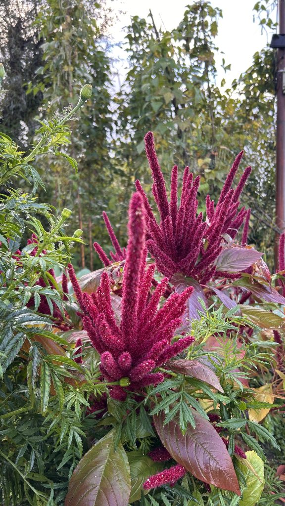 A vibrant cluster of deep red amaranth flowers stands out against a backdrop of lush green foliage.