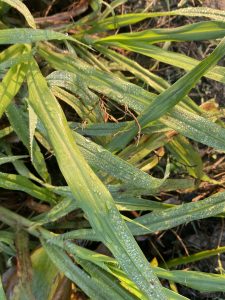 Morning sunlight on green grass blades with shimmering water droplets, creating a fresh and peaceful scene.