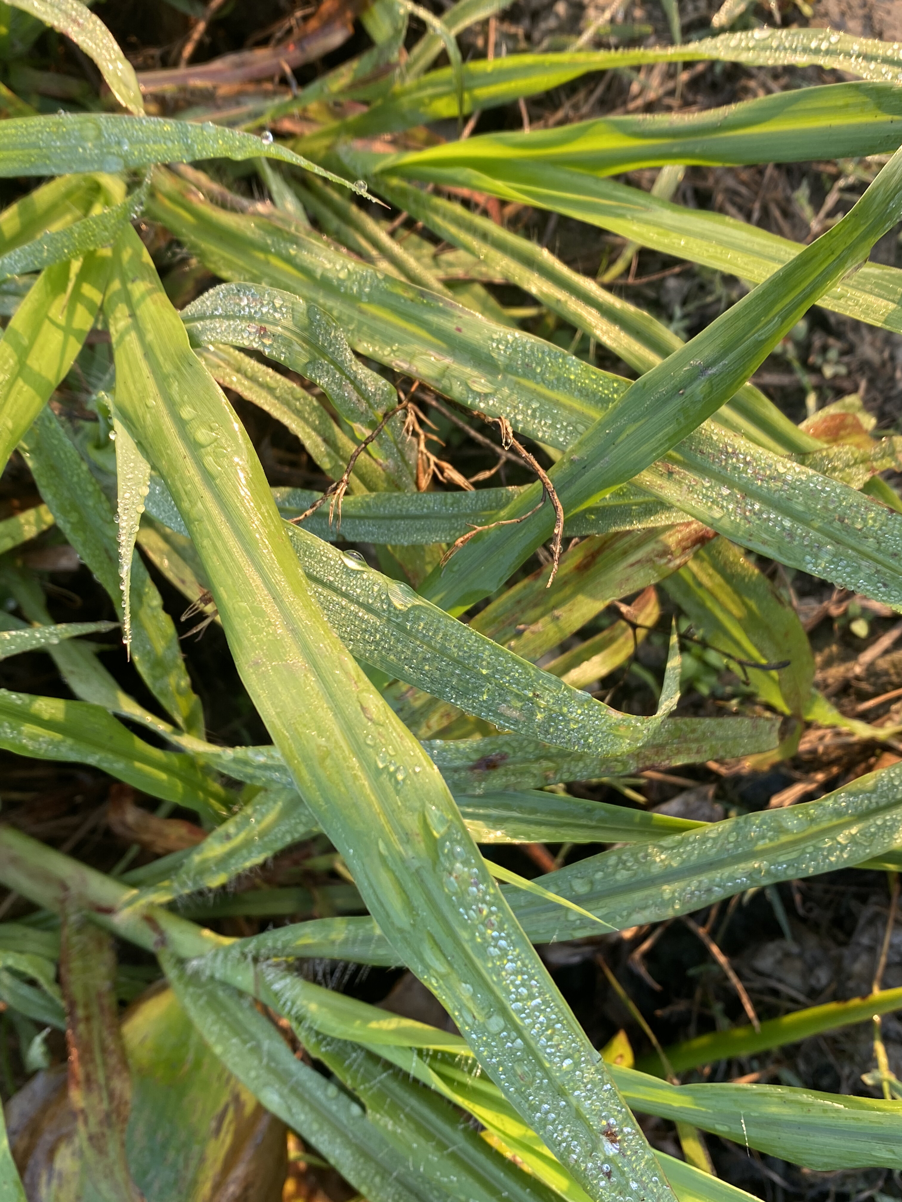 Morning sunlight on green grass blades with shimmering water droplets, creating a fresh and peaceful scene.