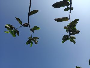 A close-up view of green leaves on a branch against a clear blue sky, capturing the contrast between the foliage and the bright background.