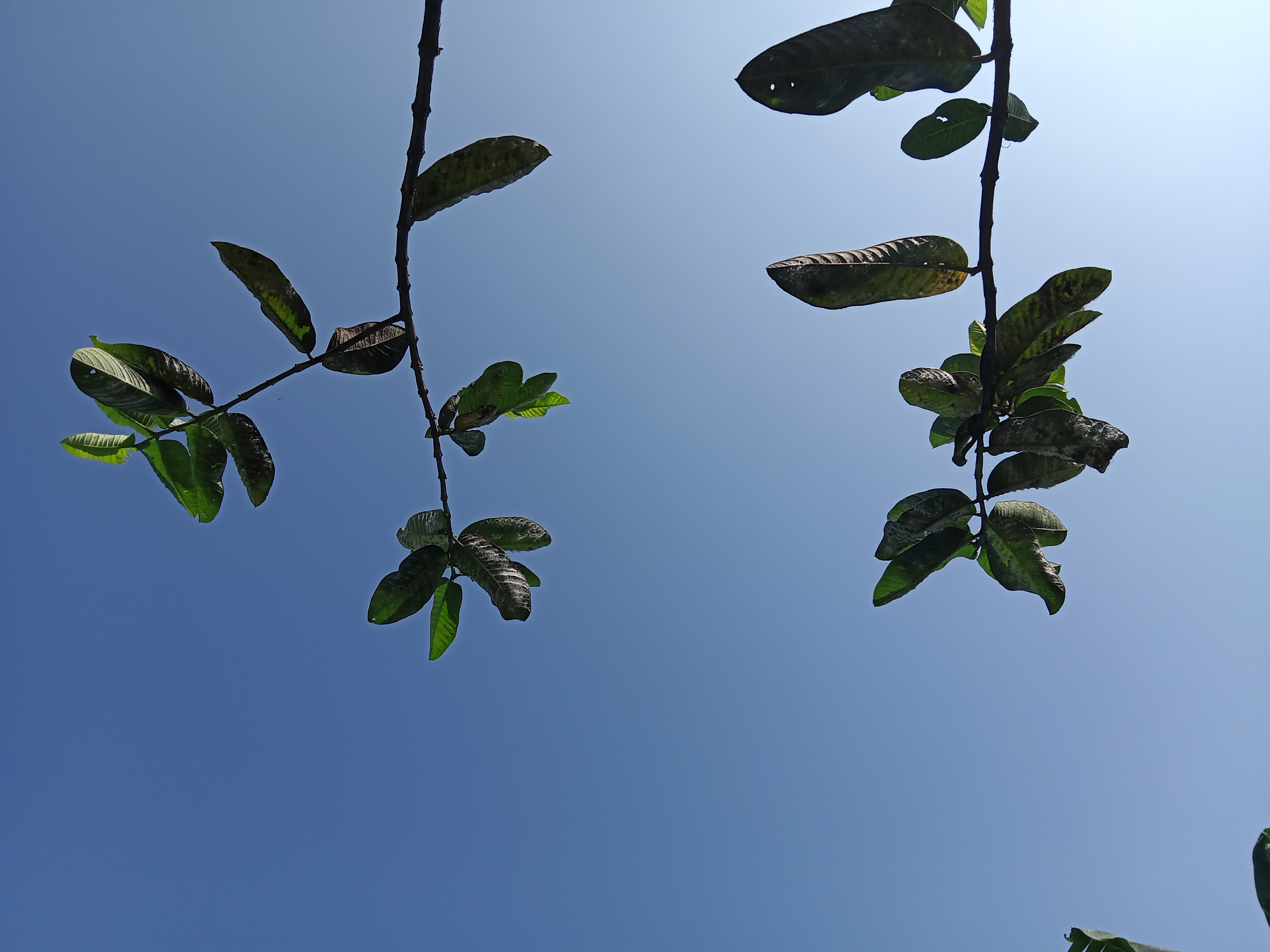 A close-up view of green leaves on a branch against a clear blue sky, capturing the contrast between the foliage and the bright background.