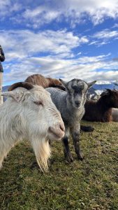 A white goat and a gray goat kid are in the foreground, with the white goat appearing relaxed with its eyes closed.