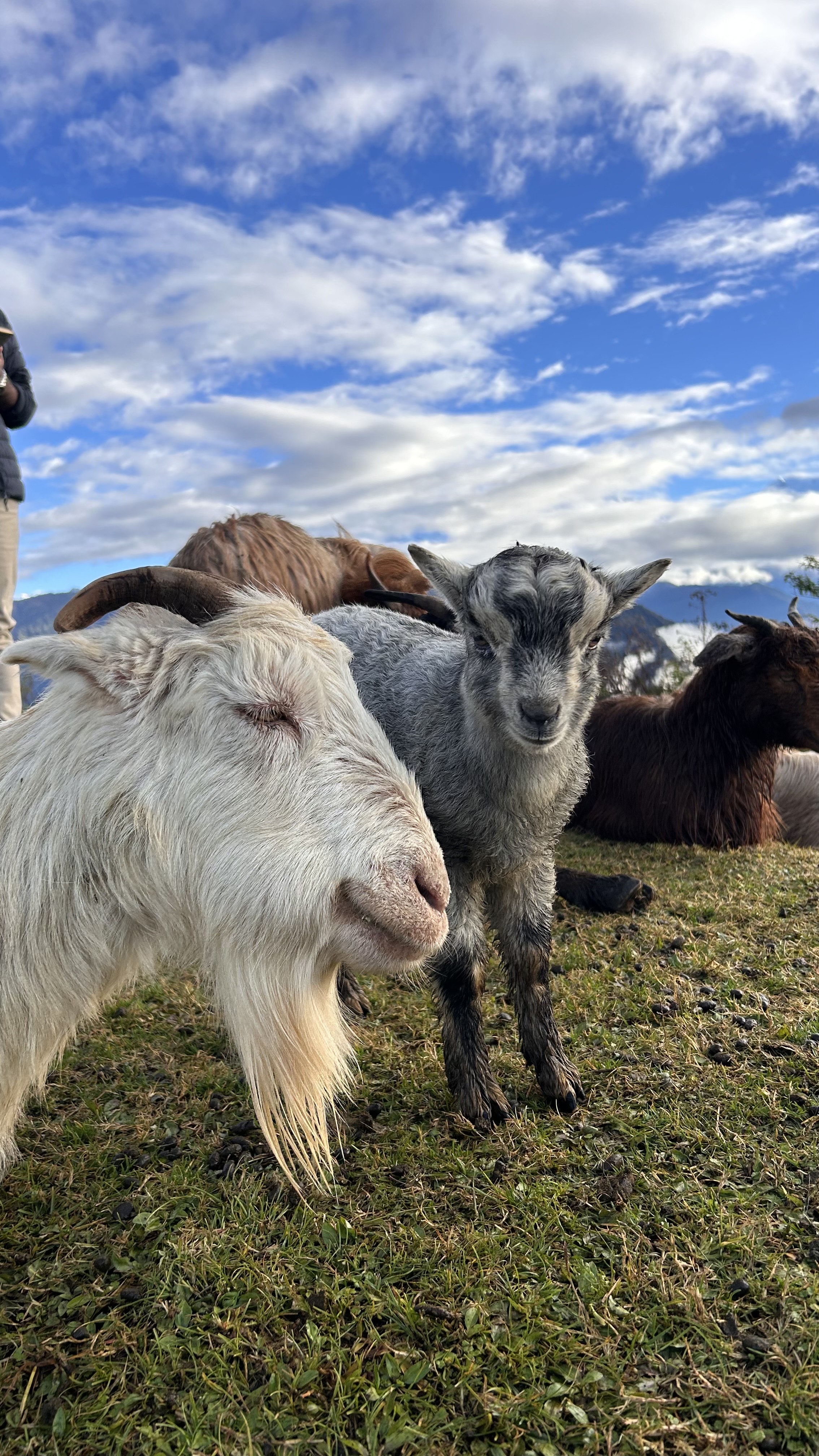 A white goat and a gray goat kid are in the foreground, with the white goat appearing relaxed with its eyes closed.