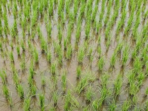 Young green rice plants growing in neat rows in a flooded paddy field. Captured in Vazhakkad, Malappuram. 