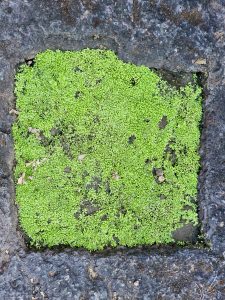 A square patch of bright green moss growing on the rocky surface at Kanheri hills, Mumbai, adds a vibrant touch to the ancient stone. 