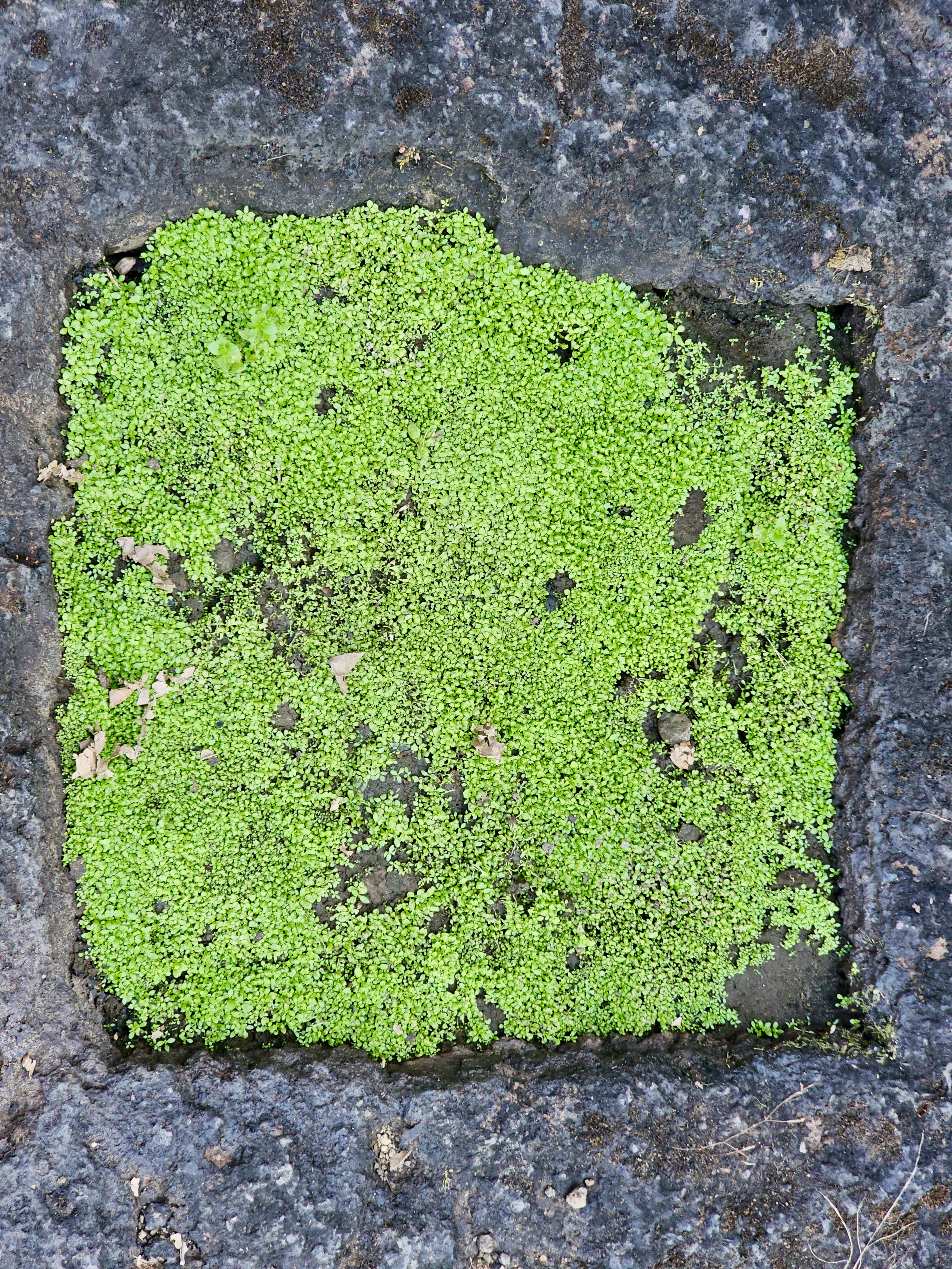 A square patch of bright green moss growing on the rocky surface at Kanheri hills, Mumbai, adds a vibrant touch to the ancient stone. 