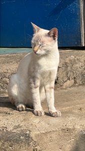 A light-colored cat sits on a rocky surface, with its eyes closed and a calm expression.
