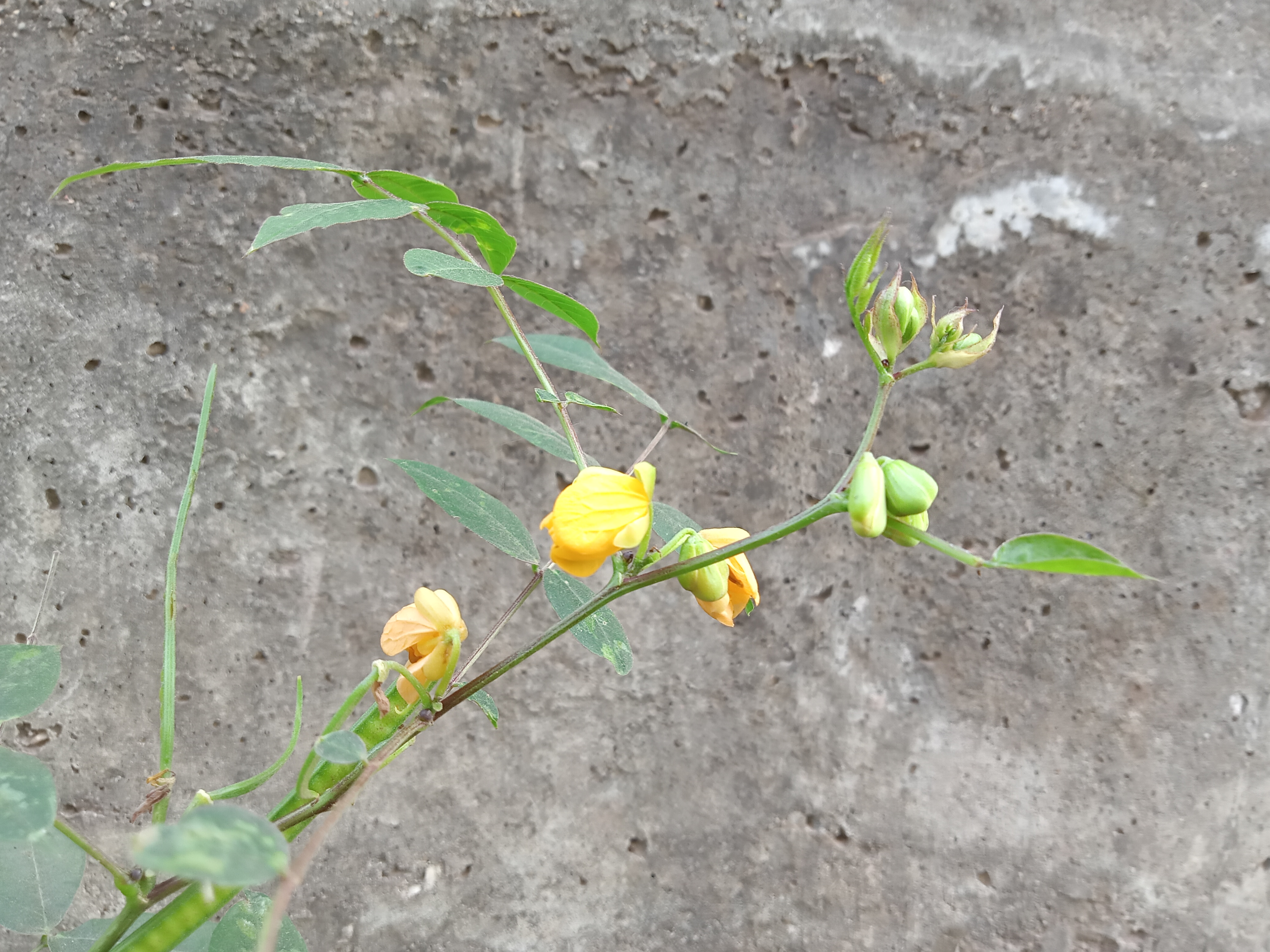 Close-up of a yellow flowering plant with green buds against a gray wall in Kawtoli, Brahmanbaria, Bangladesh.