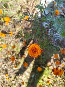 A close-up view of vibrant orange marigold flowers among green foliage, with several smaller orange blossoms scattered in the background. 