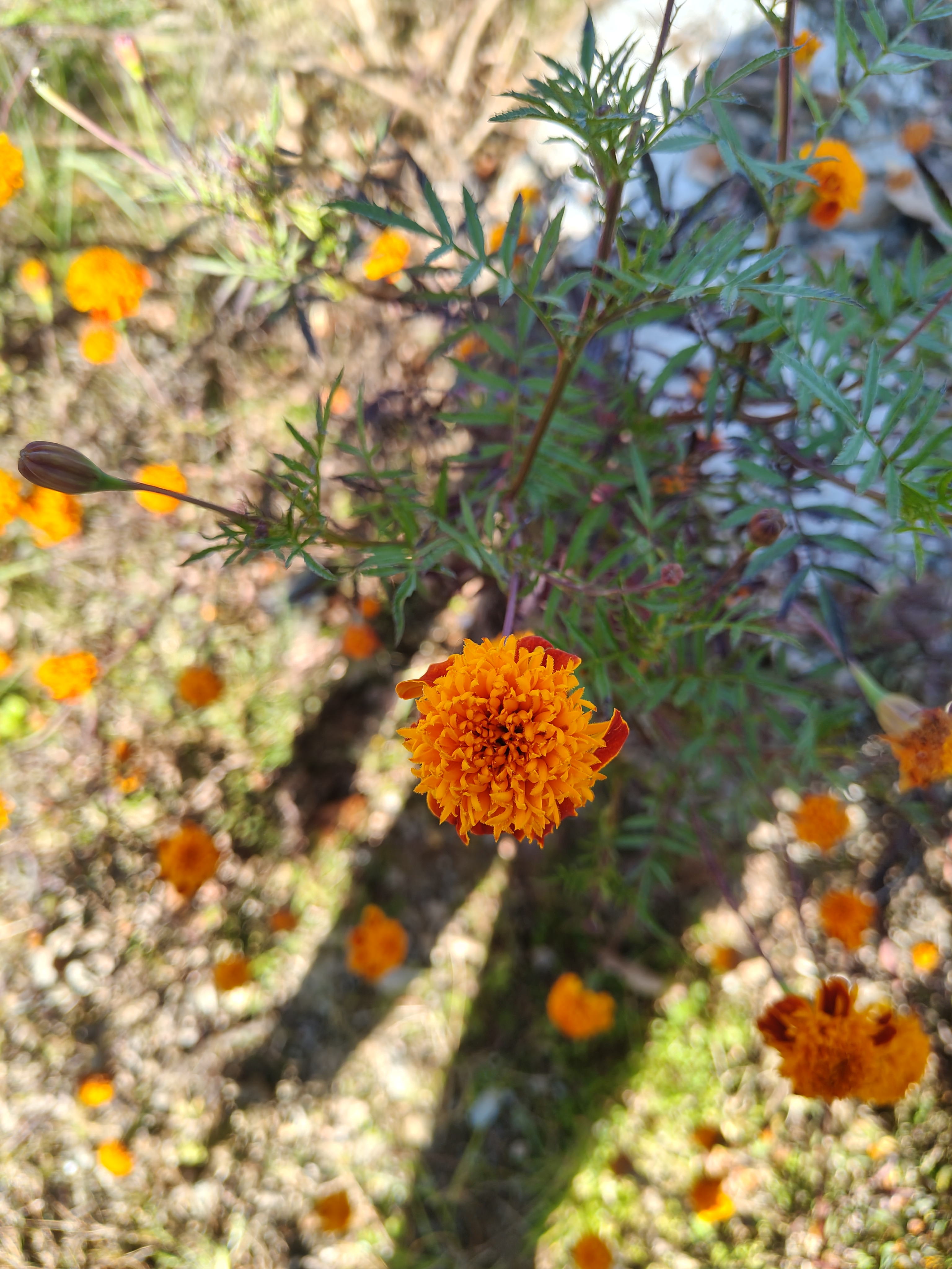 A close-up view of vibrant orange marigold flowers among green foliage, with several smaller orange blossoms scattered in the background. 