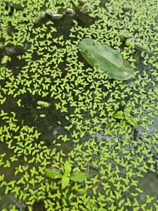 A dense mat of tiny, bright green duckweed plants (Lemna minor) covers the dark water surface. A few larger aquatic leaves are also visible. Captured from the Malabar Botanical Garden, Kozhikode.