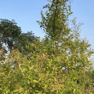 Green bush with small round berries against a clear blue sky. The sunlight enhances the lush leaves, creating a serene and vibrant atmosphere.