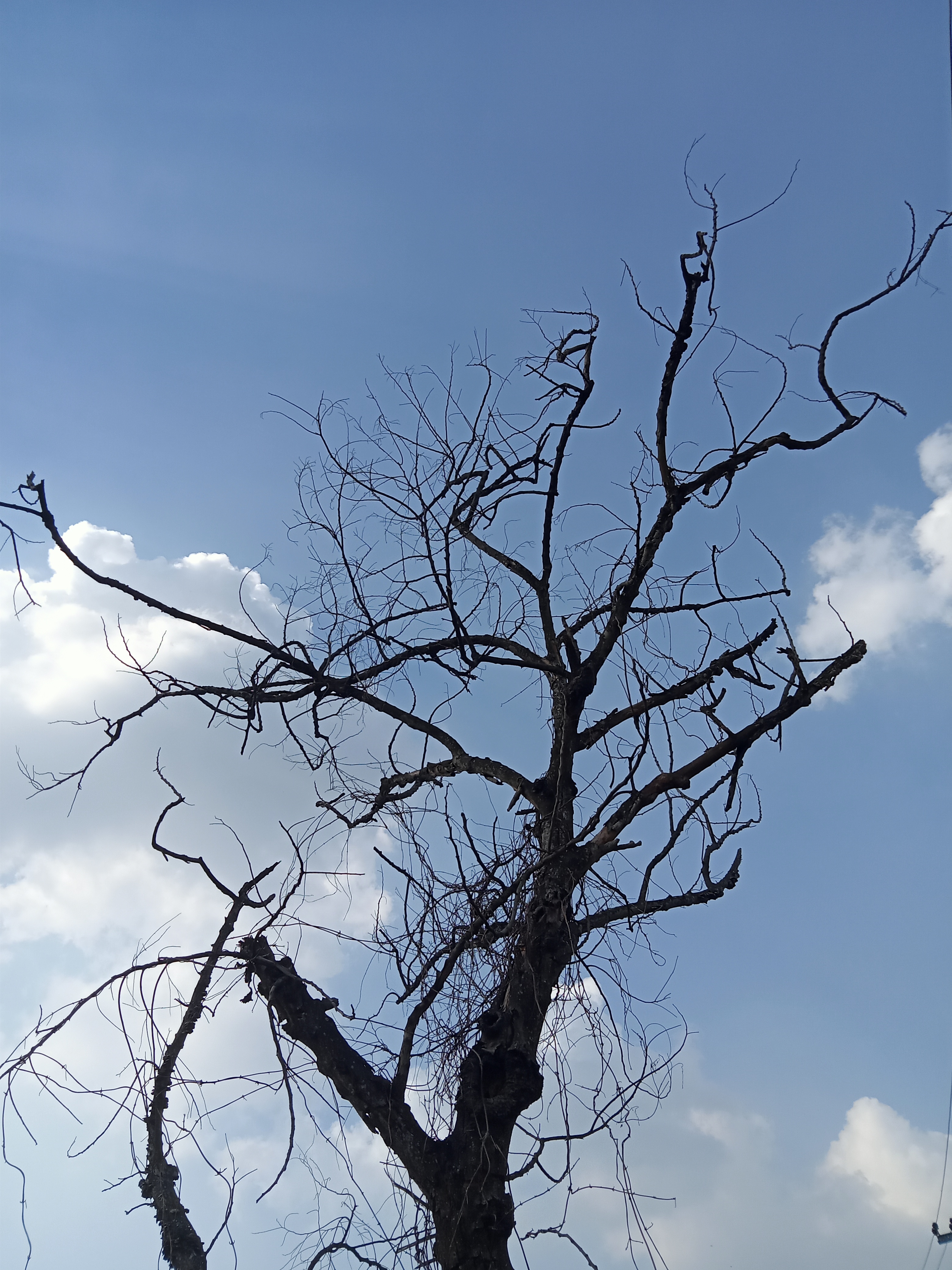 An image of a tree without leaves with cloudy sky background at Kawtoli, Brahmanbaria, Bangladesh.