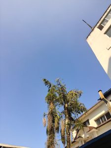 A clear blue sky with wispy clouds above, and a tall tree with sparse foliage and dry branches on the left.